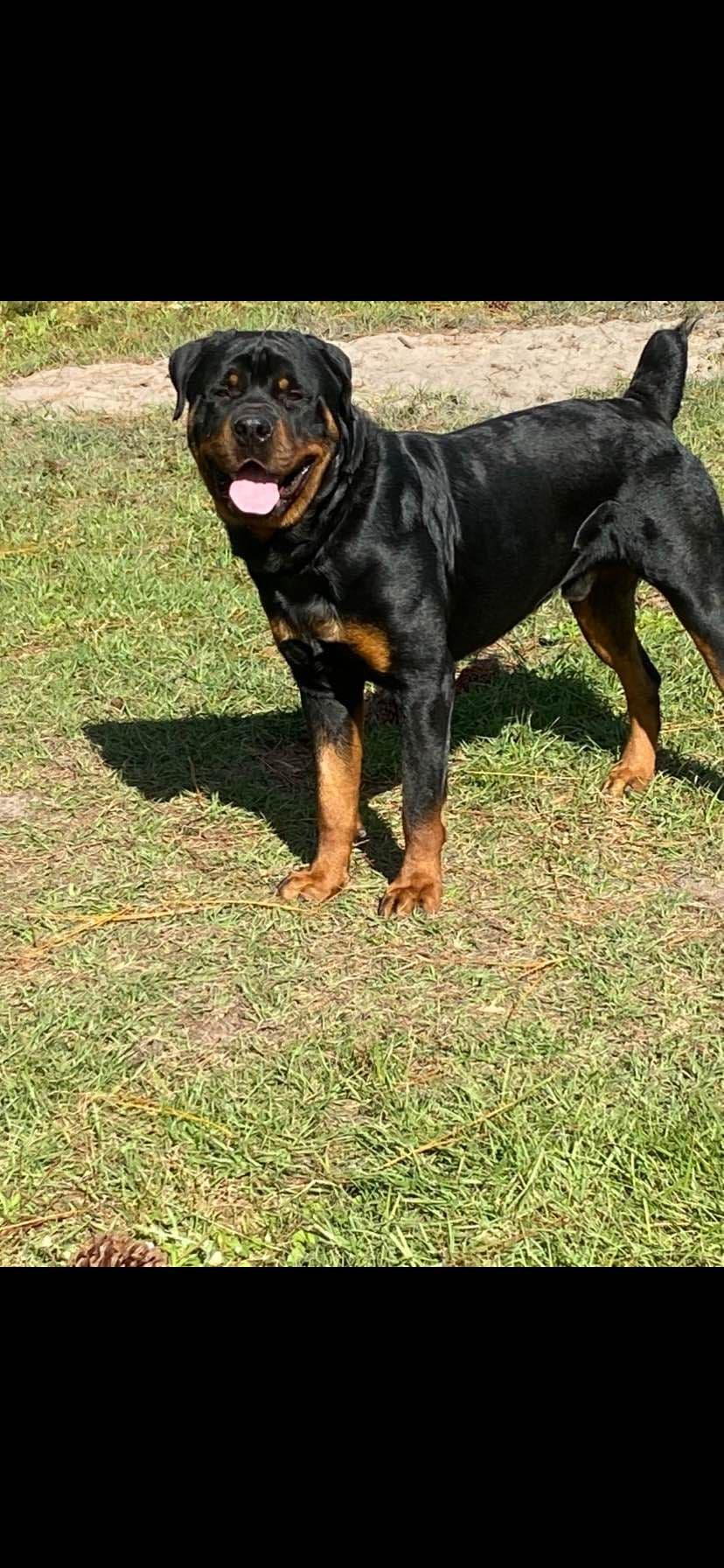 Rottweiler Puppies breeder image 4
