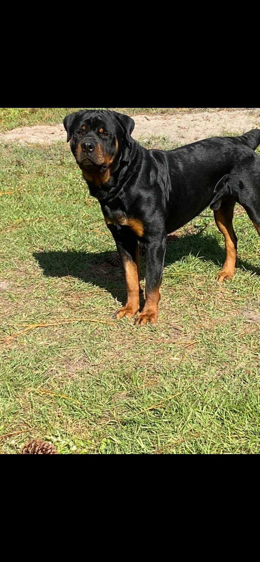 Rottweiler Puppies breeder image 5