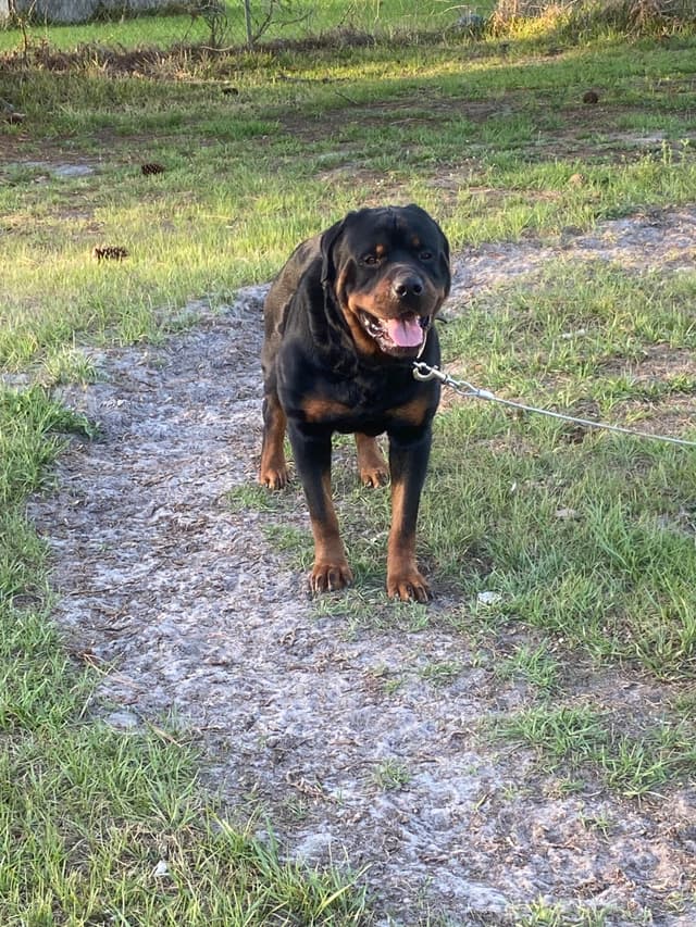 Rottweiler Puppies media 2