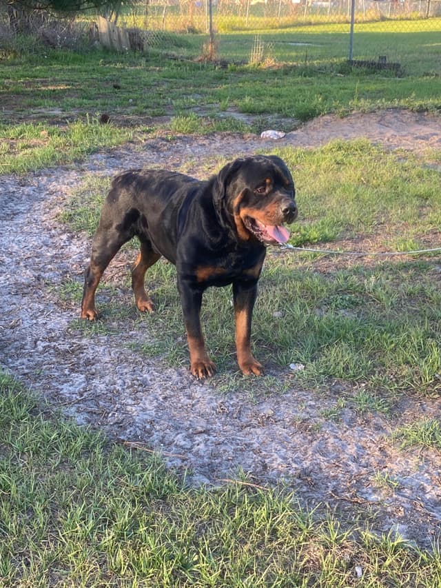 Rottweiler Puppies media 3