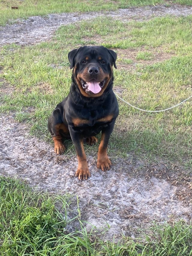 Rottweiler Puppies media 4