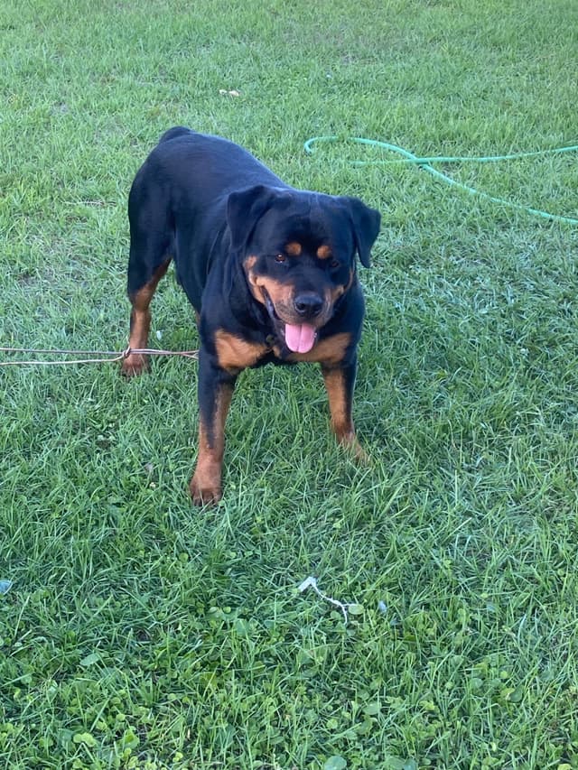 Rottweiler Puppies media 5