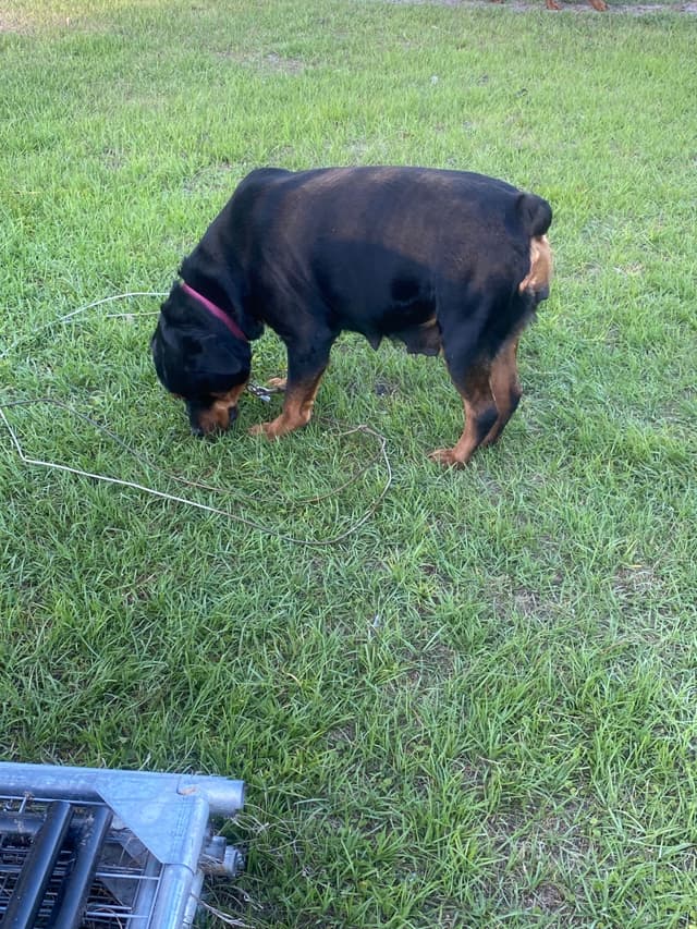 Rottweiler Puppies media 6