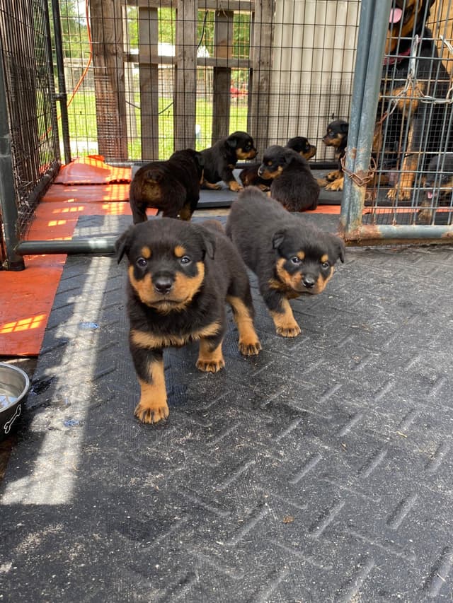 Rottweiler Puppies media 7