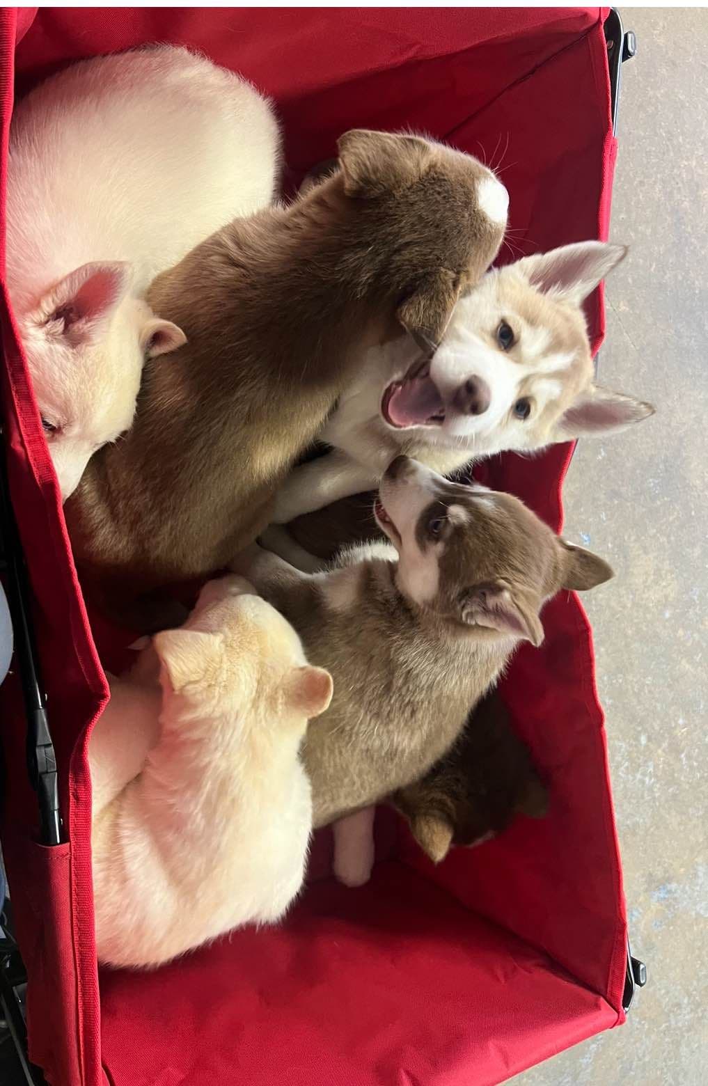 Siberian Husky Puppies breeder image 1