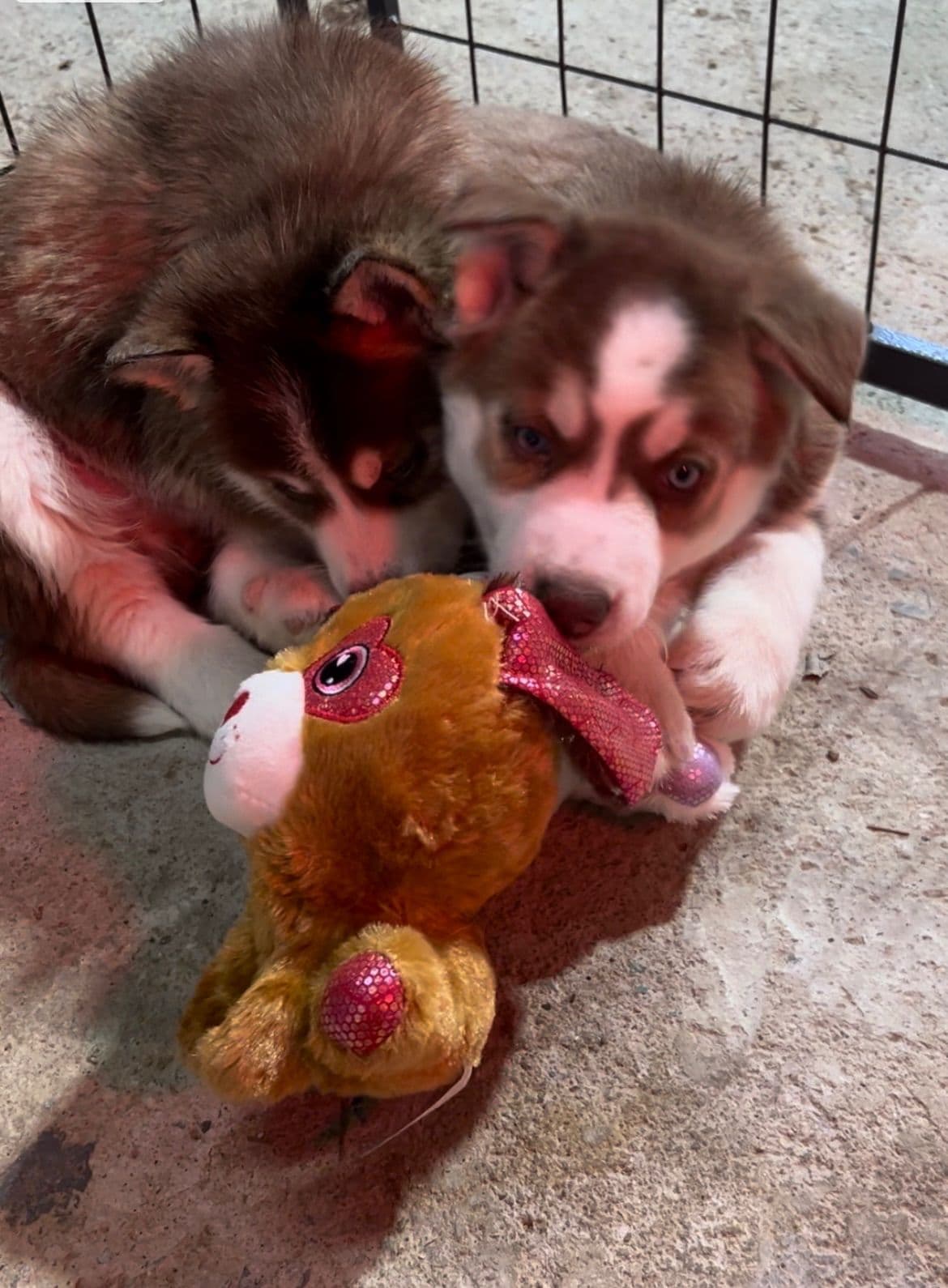 Siberian Husky Puppies breeder image 4