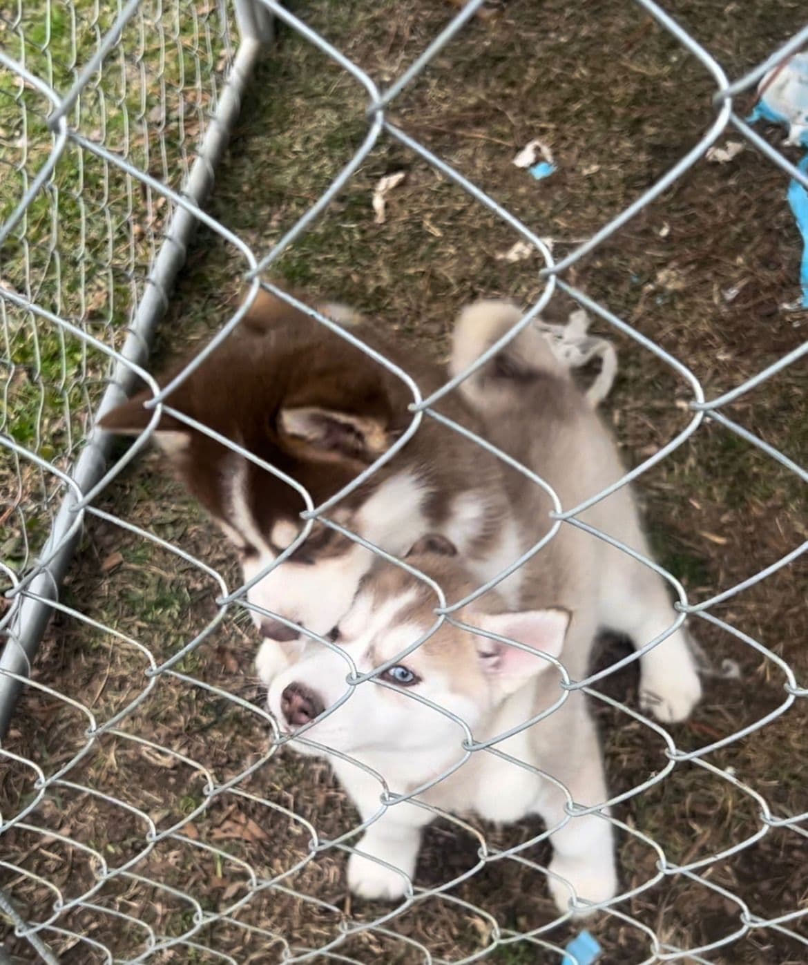 Siberian Husky Puppies breeder image 5