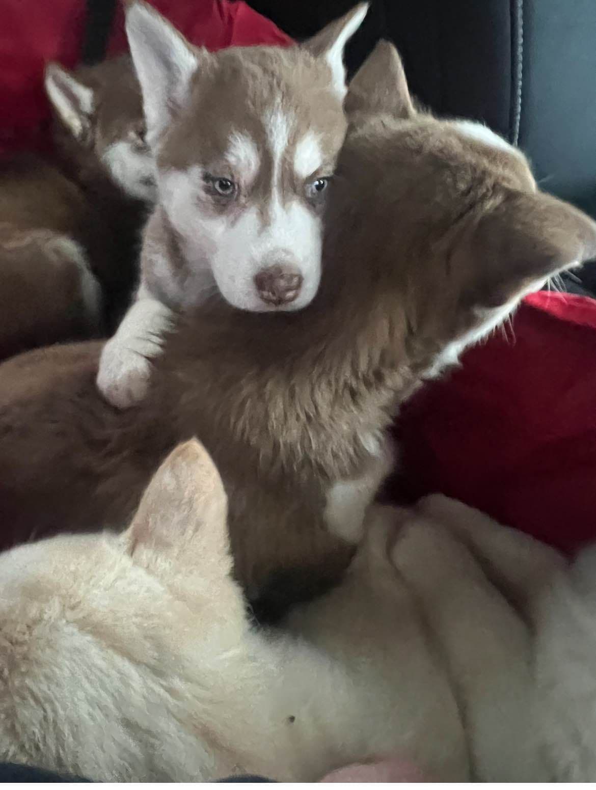 Siberian Husky Puppies breeder image 6