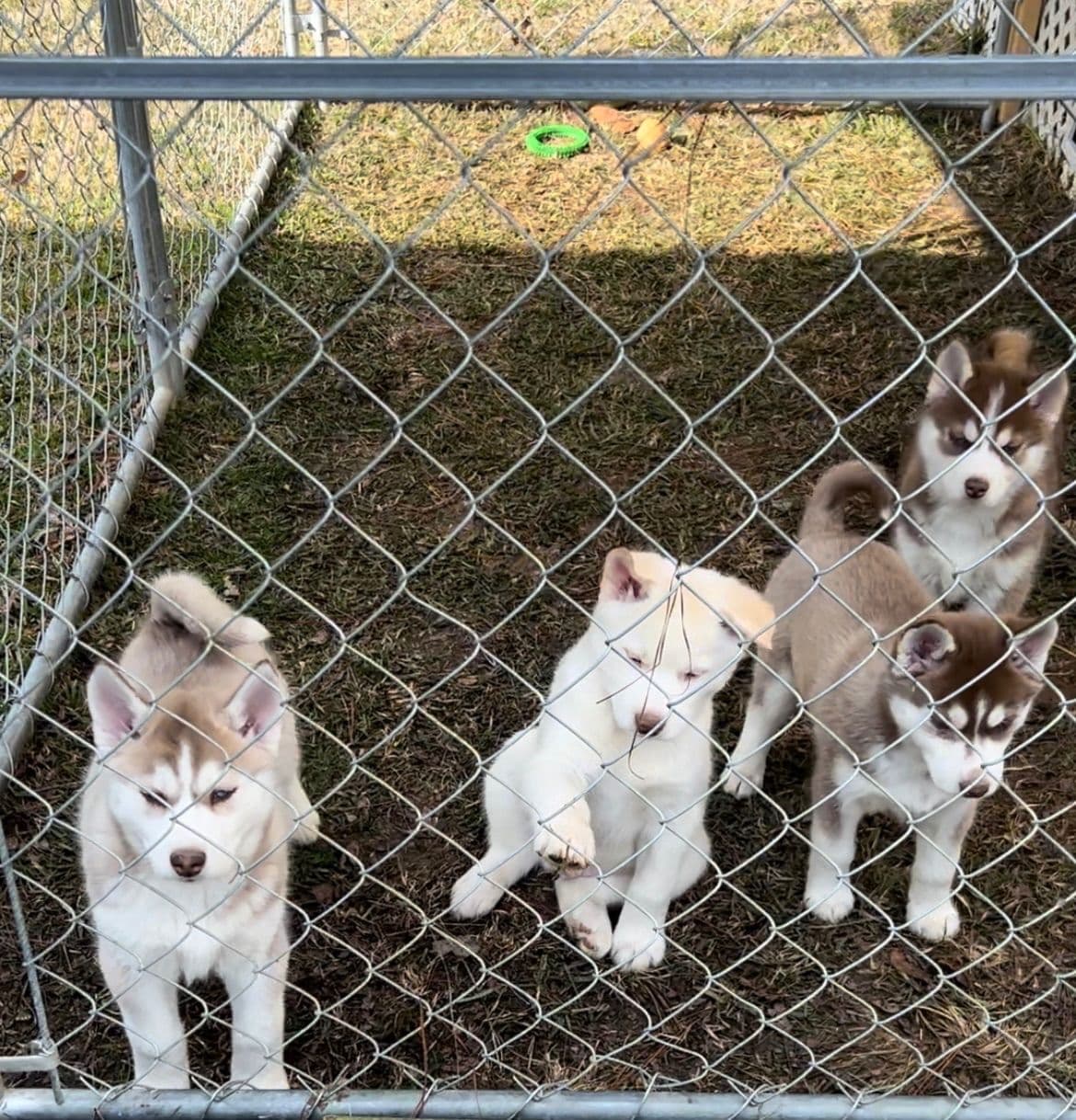 Siberian Husky Puppies breeder image 7