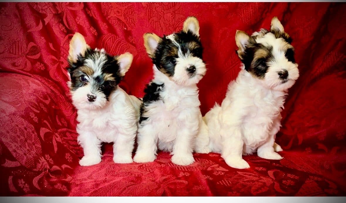Biewer Terrier Puppies breeder image 1
