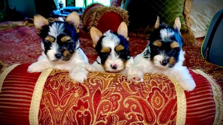 Biewer Terrier Puppies breeder image 2