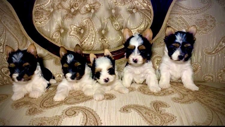 Biewer Terrier Puppies breeder image 3