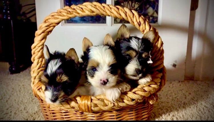 Biewer Terrier Puppies breeder image 4