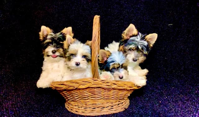Biewer Terrier Puppies media 2