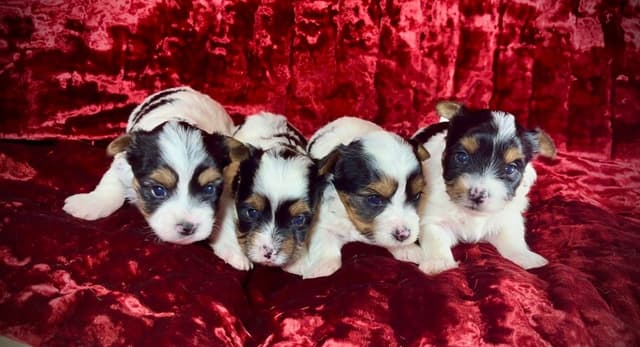Biewer Terrier Puppies media 3