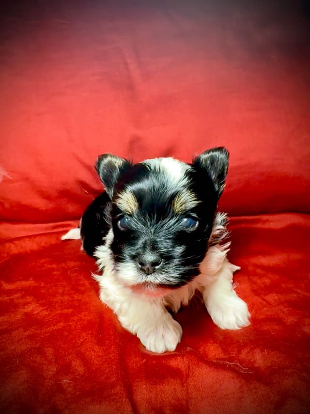 Biewer Terrier Puppies media 4