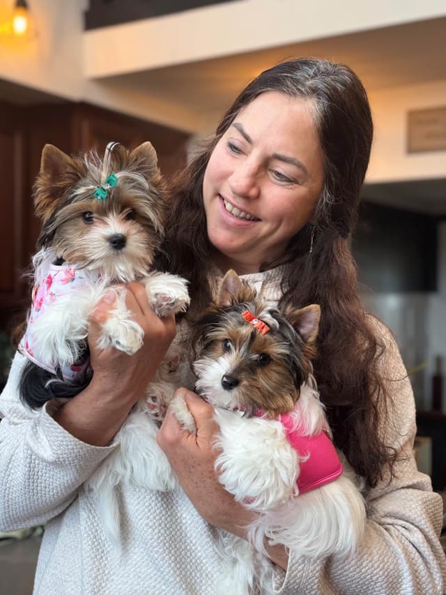 Biewer Terrier Puppies media 5