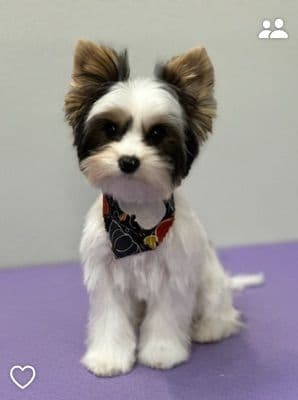 Biewer Terrier Puppies media 7