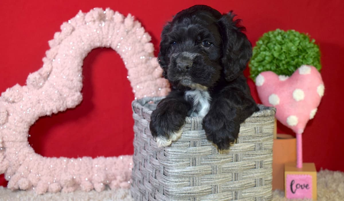 Dachshund Puppies breeder image 1