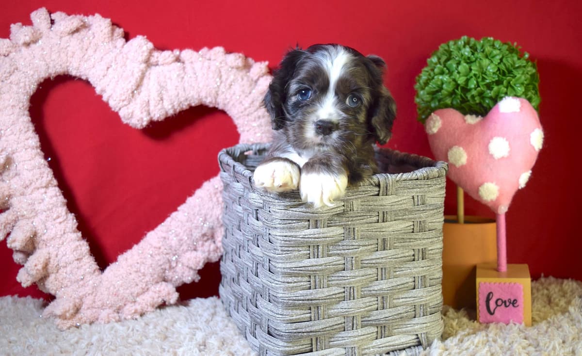 Dachshund Puppies breeder image 2