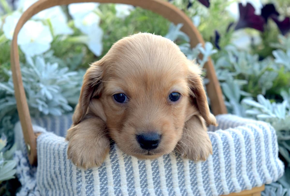 Dachshund Puppies breeder image 3