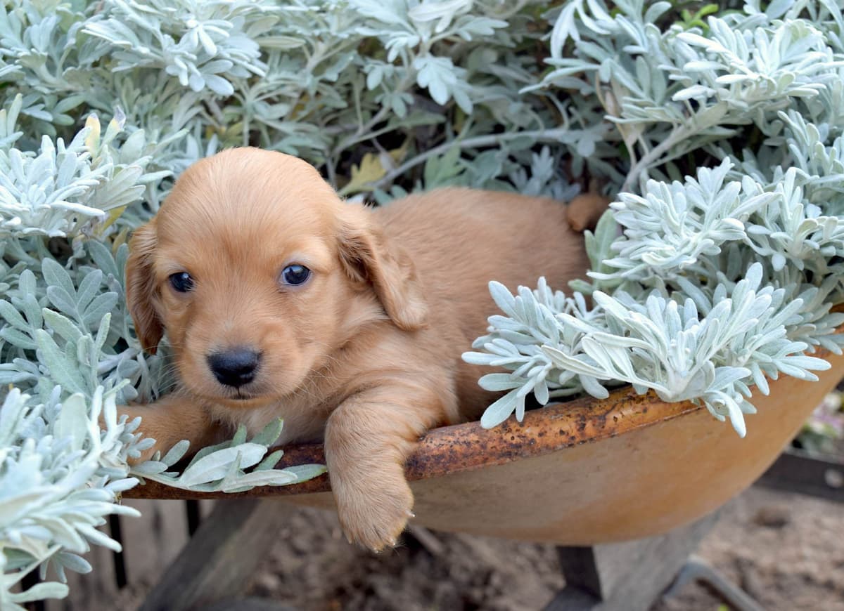 Dachshund Puppies breeder image 4