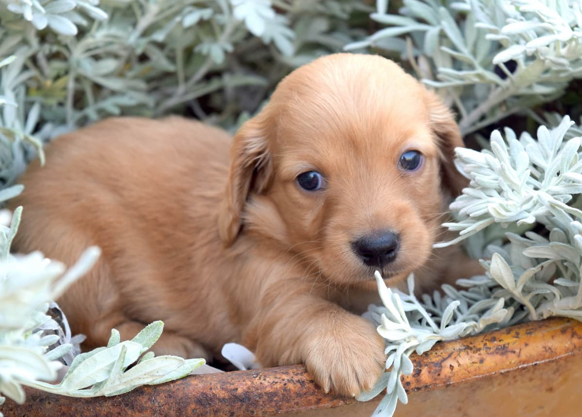 Dachshund Puppies breeder image 5