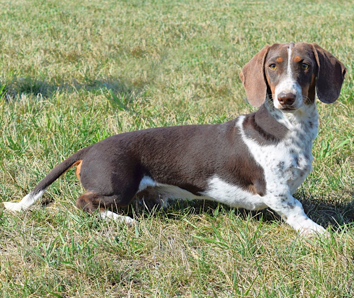 Dachshund Puppies breeder image 7