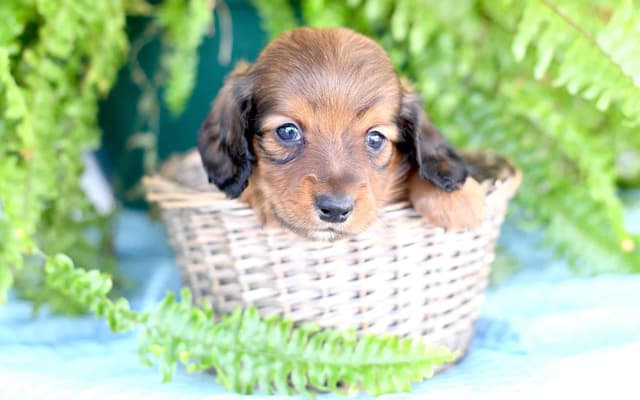 Dachshund Puppies media 3