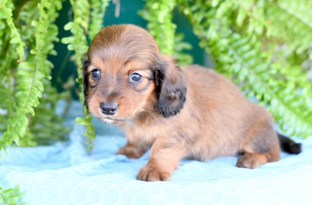 Dachshund Puppies media 5