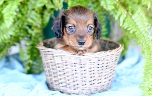 Dachshund Puppies media 6