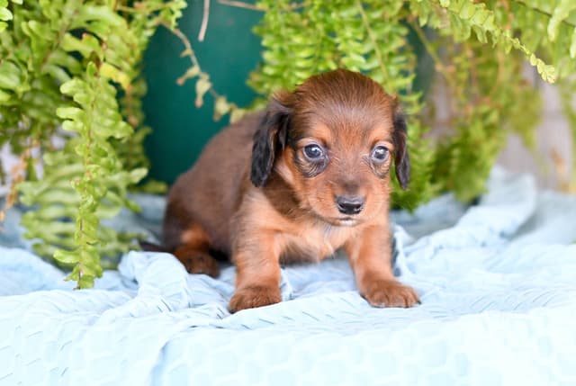 Dachshund Puppies media 7