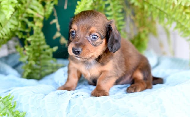 Dachshund Puppies media 8