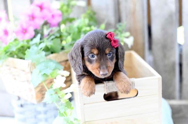 Unique Dachshund Puppies media 7