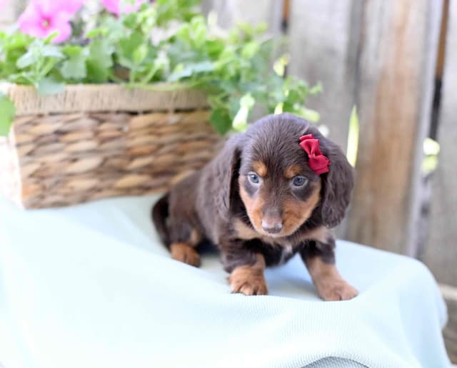 Unique Dachshund Puppies media 8