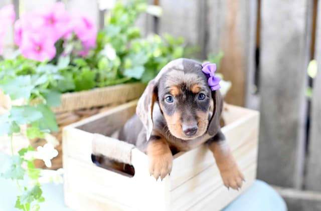Unique Dachshund Puppies media 10
