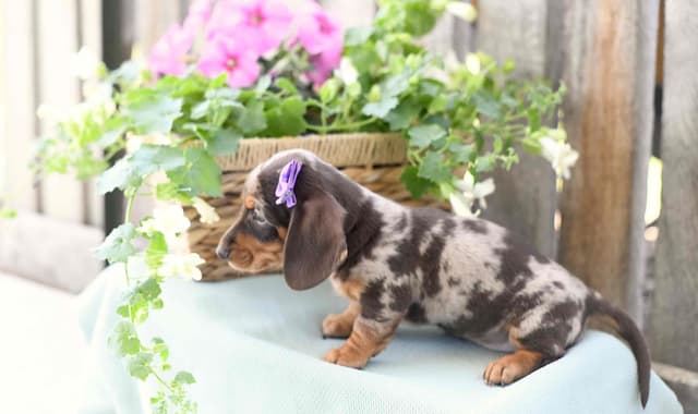 Unique Dachshund Puppies media 11