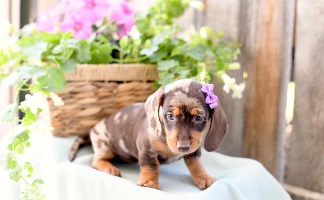 Unique Dachshund Puppies media 12