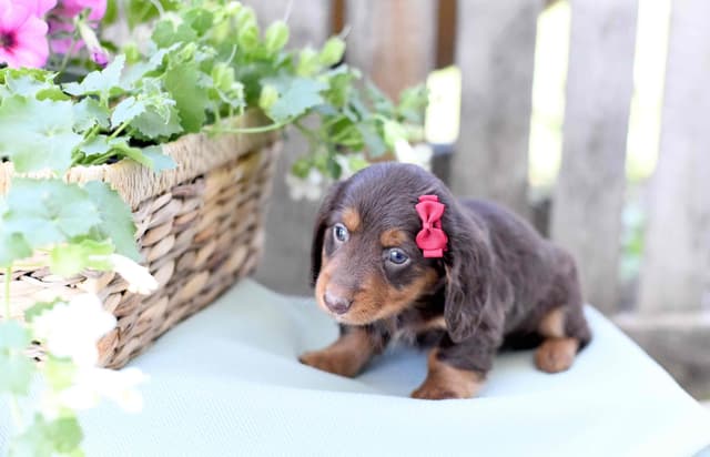 Unique Dachshund Puppies media 9