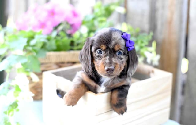Unique Dachshund Puppies media 4