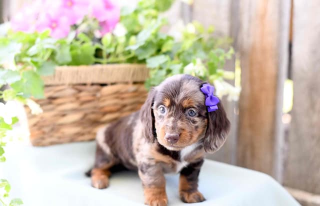 Unique Dachshund Puppies media 5
