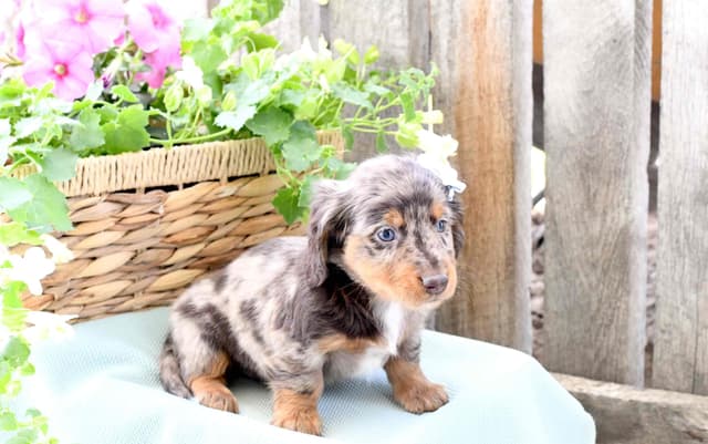 Unique Dachshund Puppies media 14