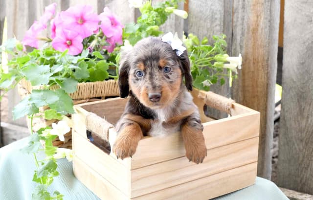 Unique Dachshund Puppies media 13
