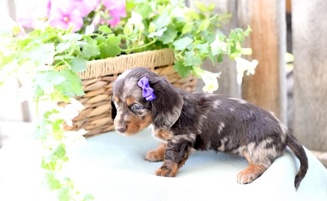 Unique Dachshund Puppies media 6