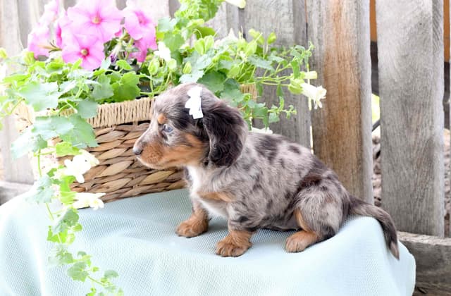 Unique Dachshund Puppies media 15