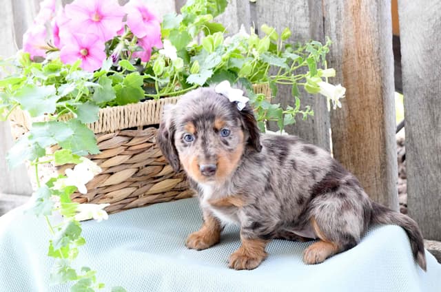 Unique Dachshund Puppies media 16