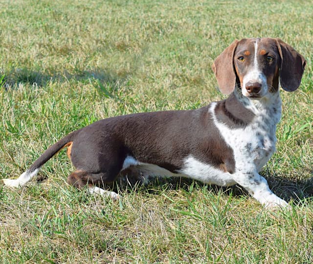 Unique Dachshund Puppies media 17
