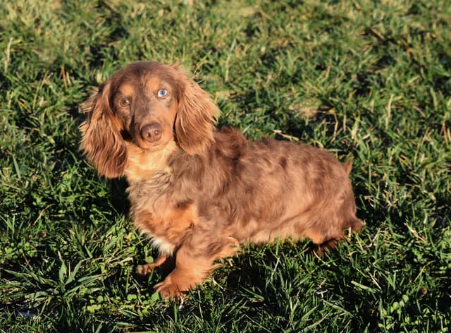 Unique Dachshund Puppies media 18