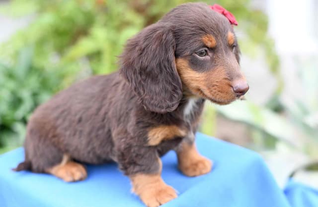 Unique Dachshund Puppies media 2