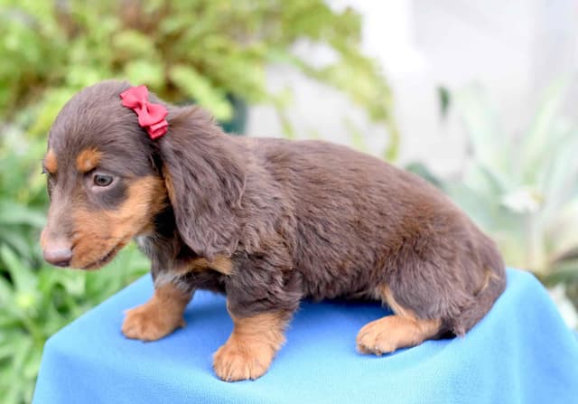 Unique Dachshund Puppies media 3